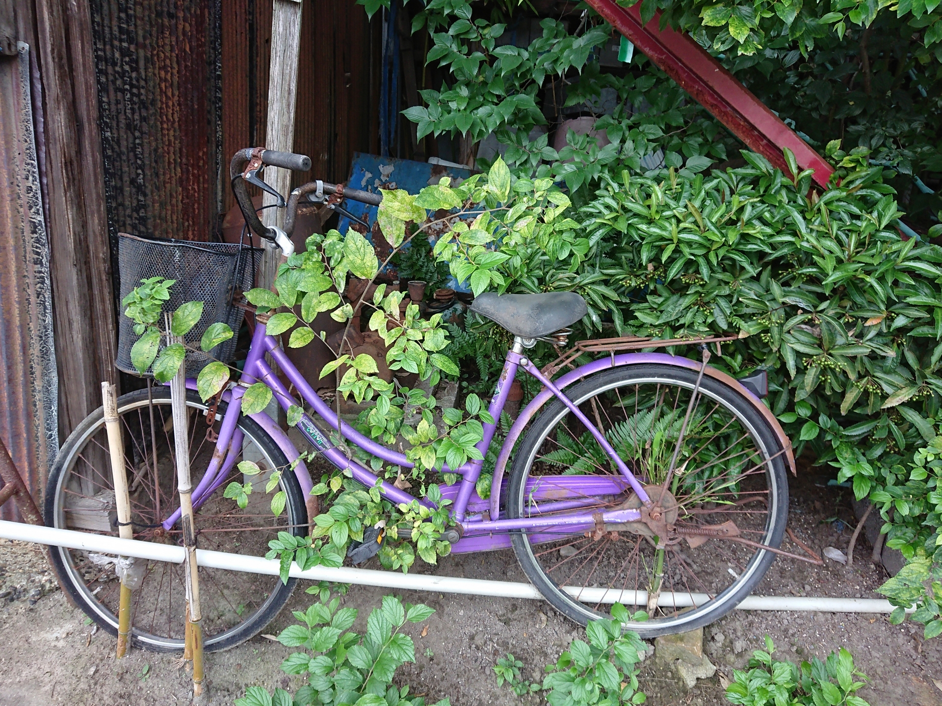 自転車