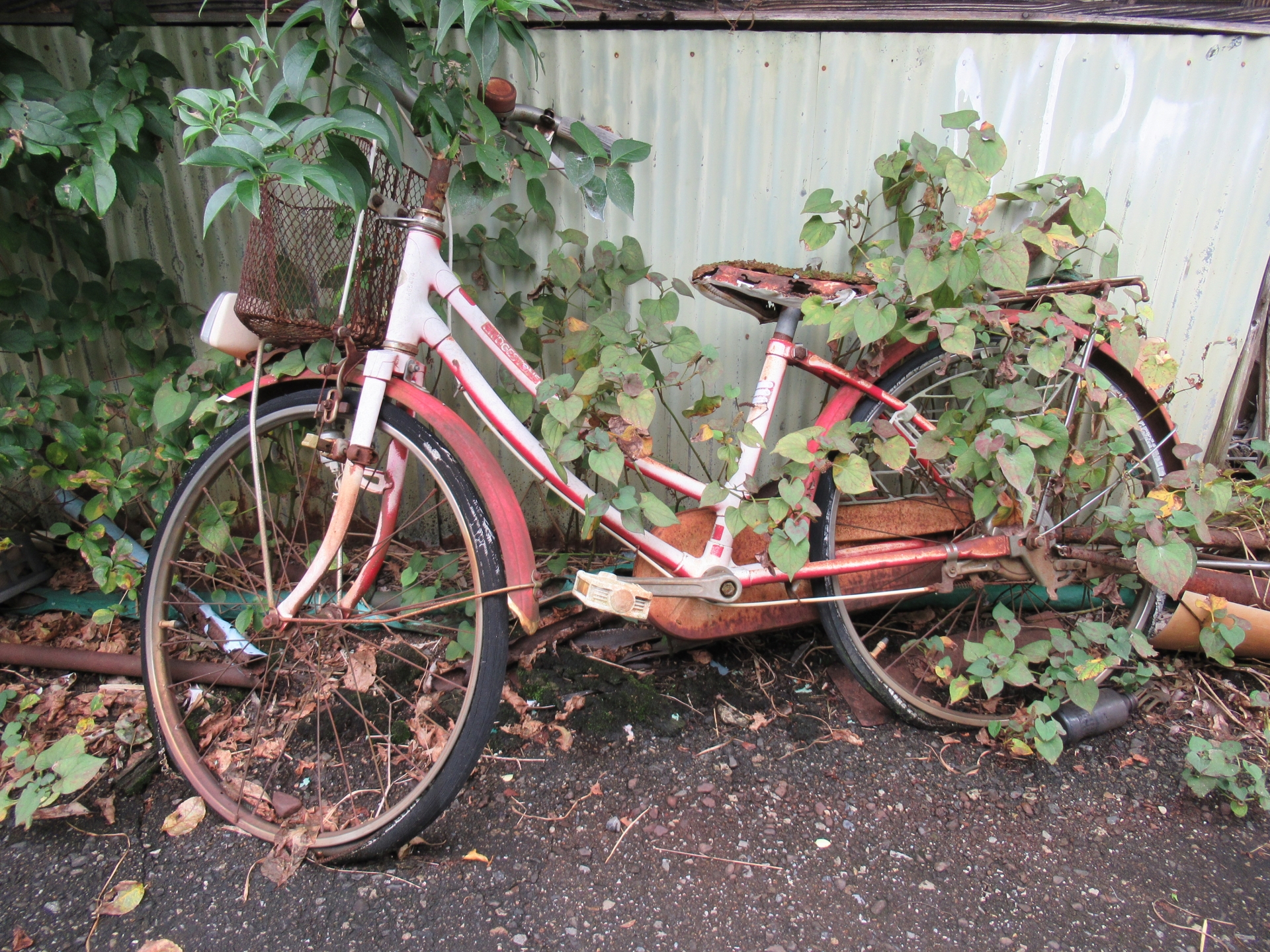 自転車